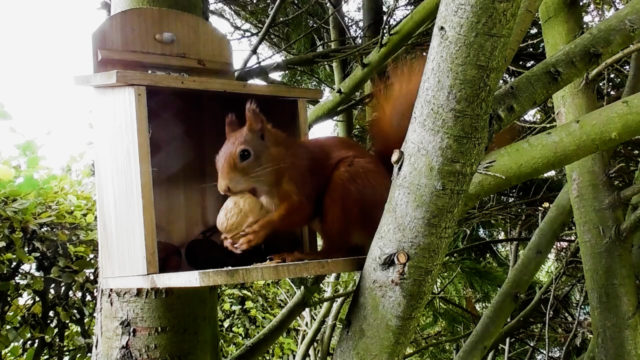Eichhörnchen füttern
