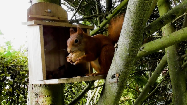 Eichhörnchen beim Nüsse suchen (2)
