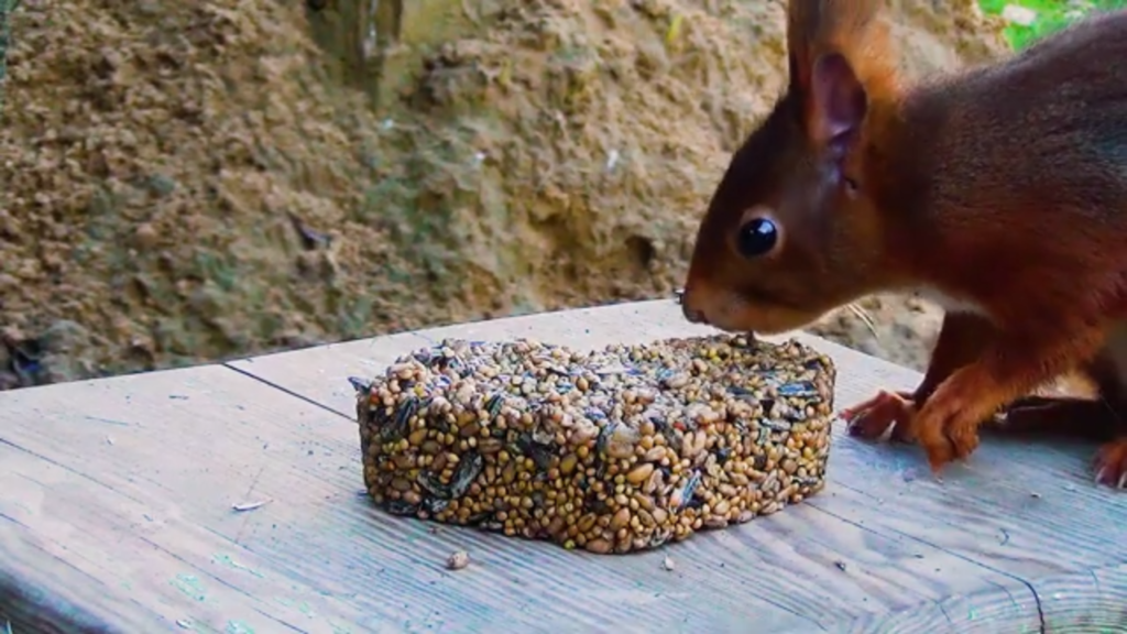 Eichhörnchen füttern im Garten im Sommer und im Winter