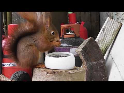 Nahrung für Eichhörnchen aus der Tierhandlung