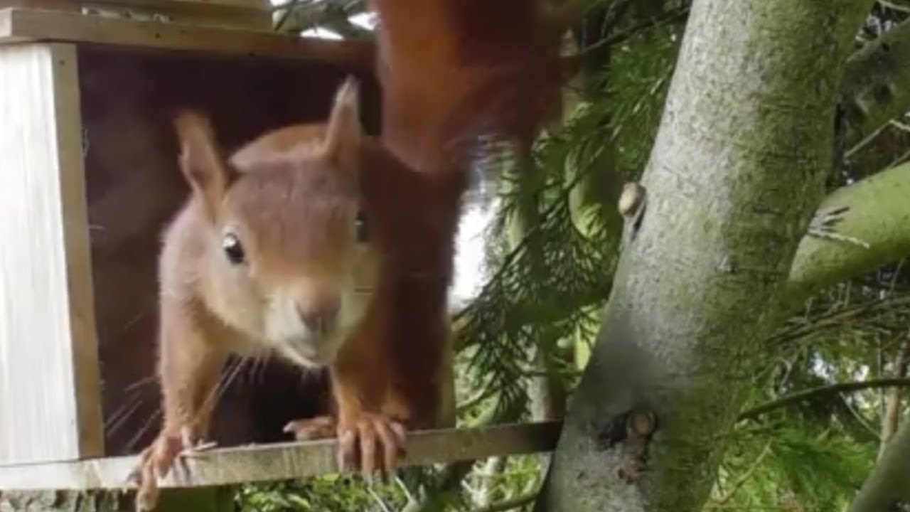 Das Eichhörnchen beim Nüsse suchen im Garten im und am Futterhaus