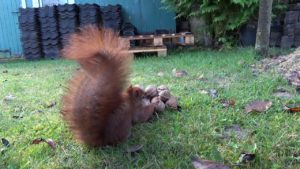Eichhörnchen im Garten und knackt die Nuss