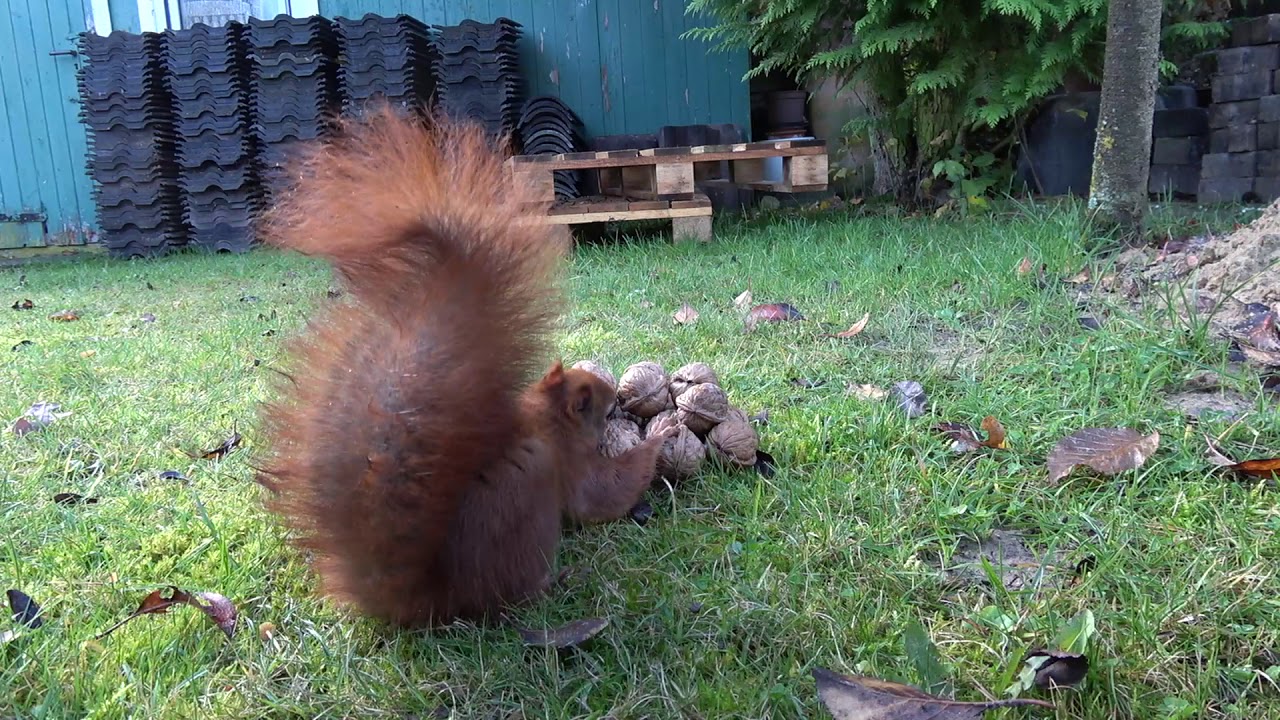 Ein Eichhörnchen ist im Garten und knackt die Nuss