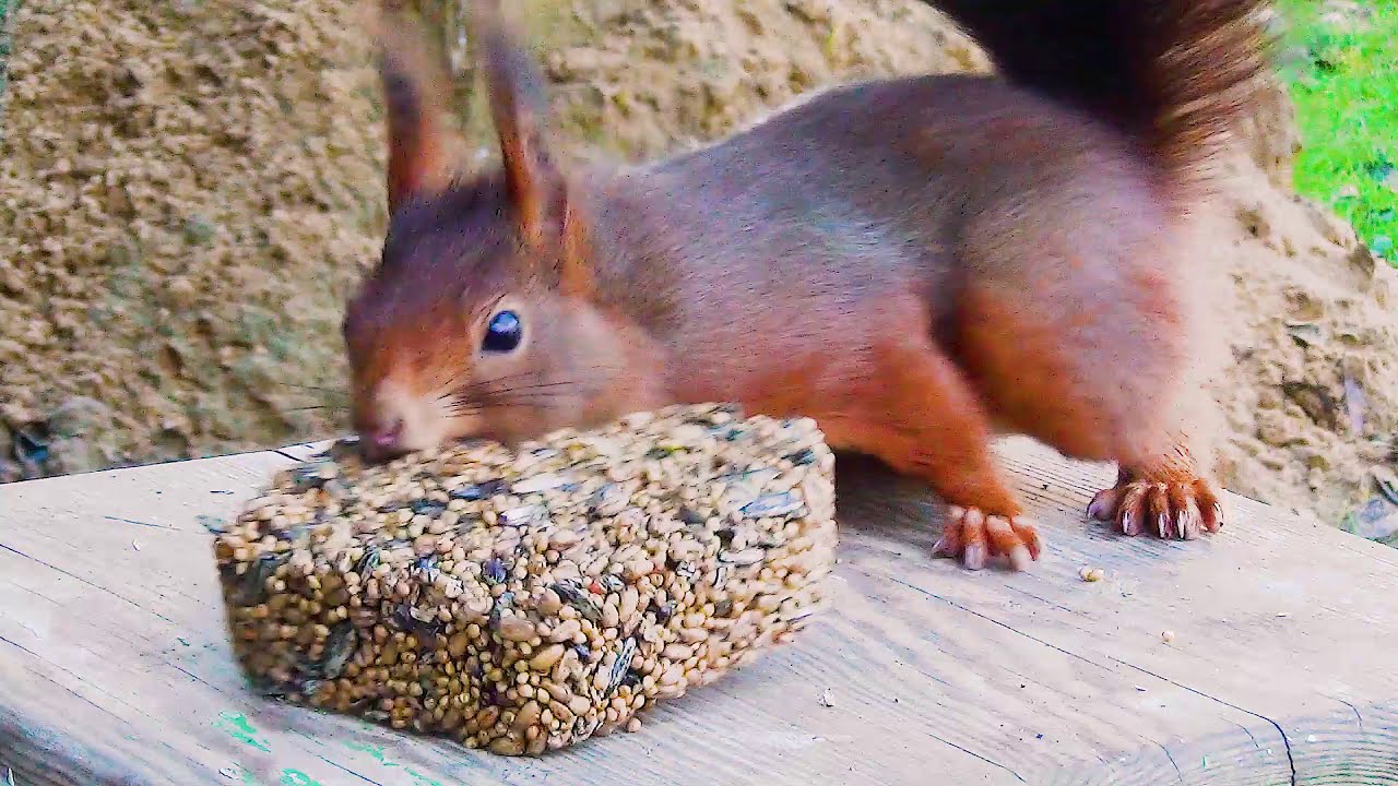 Was fressen Eichhörnchen? Erfahren Sie mehr über ihre Ernährung