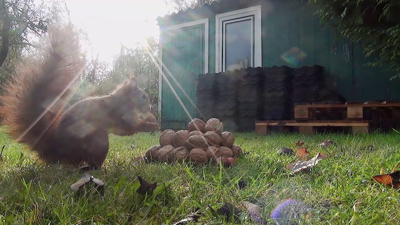 Squirrel Video for Cats to watch Squirrel eating Nuts