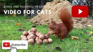 Video for Cats to Watch Squirrel – Squirrel & Birds Video