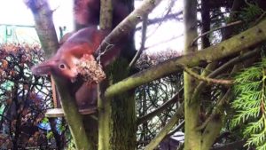 Video for Cats to Watch Squirrel