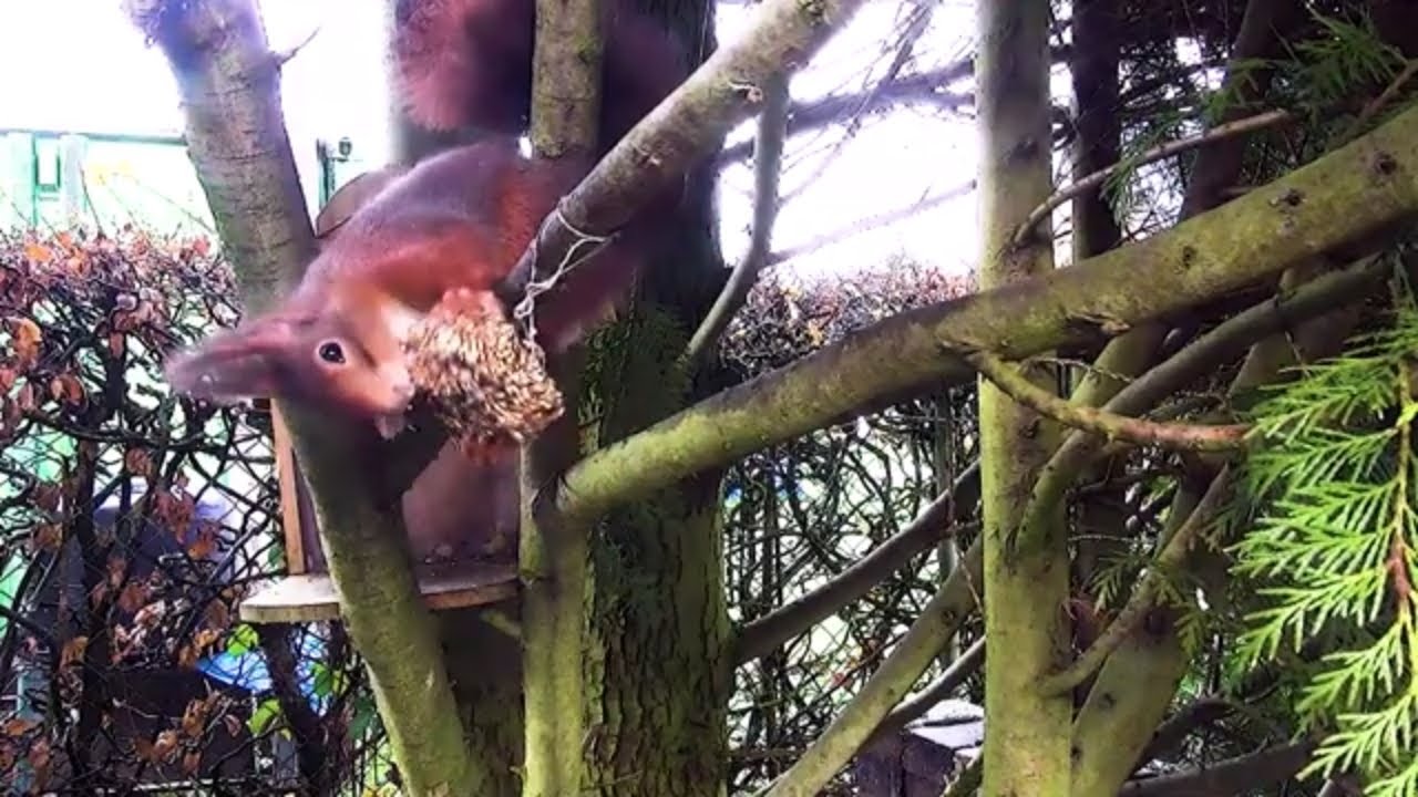Video for Cats to Watch Squirrel Squirrel in tree searching for foot