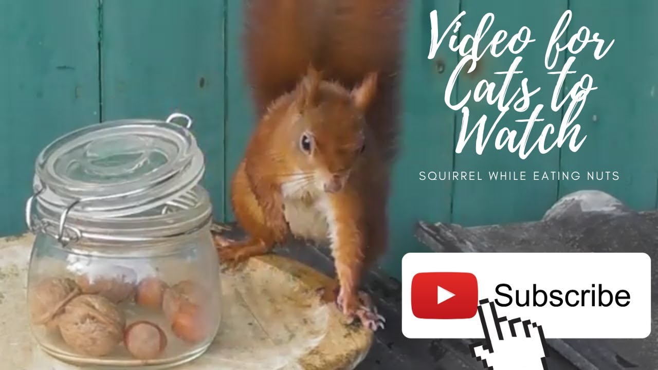 Video for Cats to Watch Squirrel while eating nuts